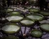 image of Victoria amazonica