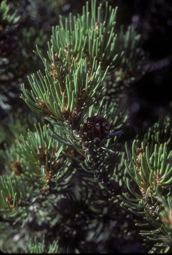 Pinaceae Pinus edulis