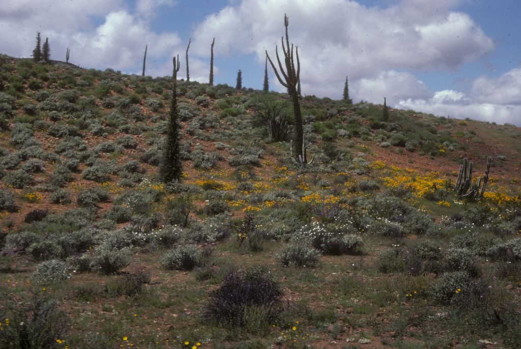 Fouquieriaceae Fouquieria columnaris