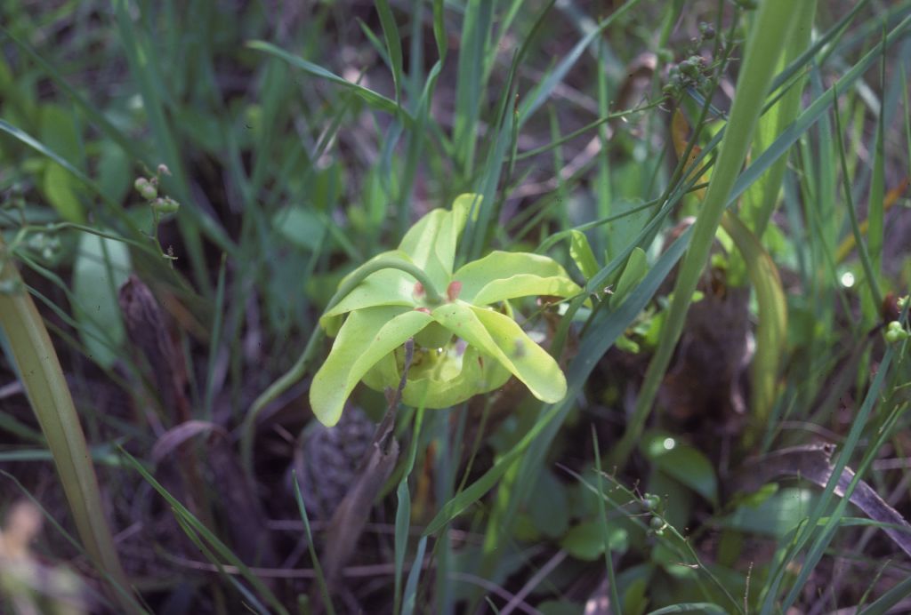 Sarraceniaceae Sarracenia flava