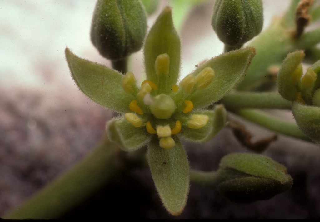 Lauraceae Persea americana