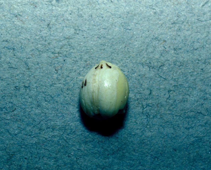 Fagaceae Quercus hypoxantha