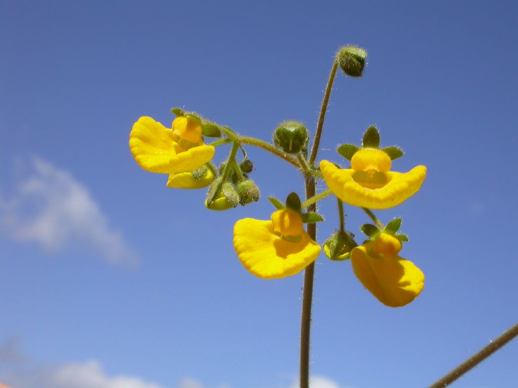 Calceolariaceae Calceolaria polyrrhiza