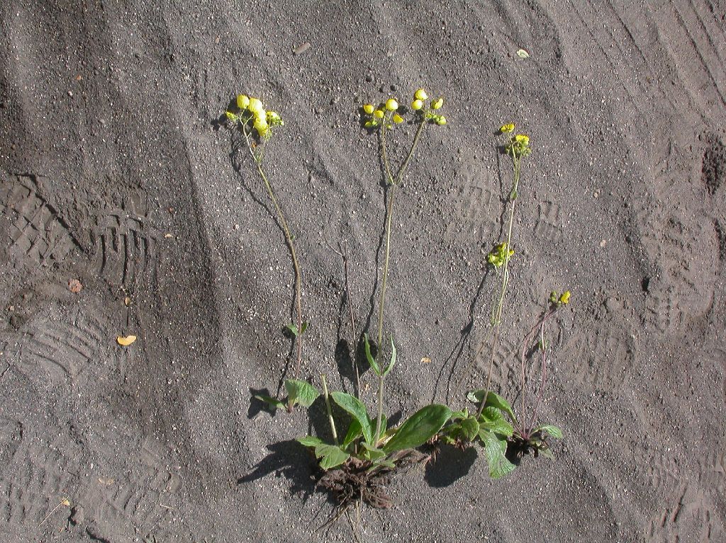 Calceolariaceae Calceolaria polyrrhiza