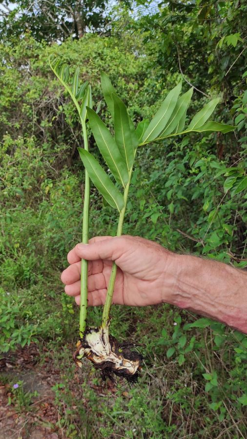Pteridaceae Acrostichum danaeifolium