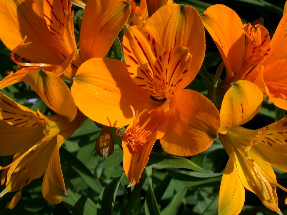 Alstroemeriaceae Alstroemeria aurantiaca