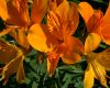 image of Alstroemeria aurantiaca