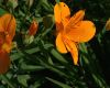 image of Alstroemeria aurantiaca
