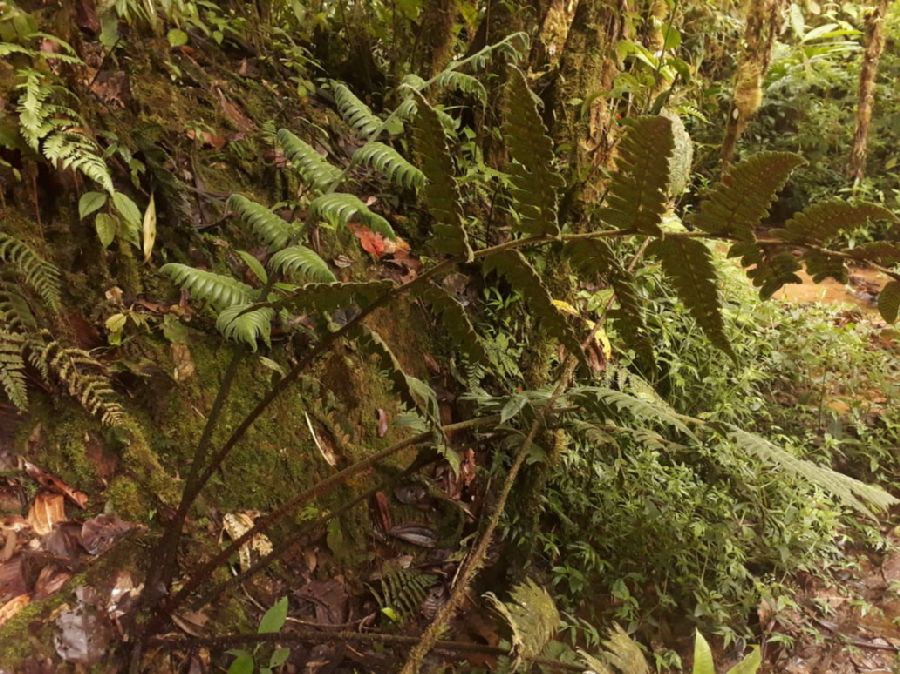 Athyriaceae Diplazium immensum