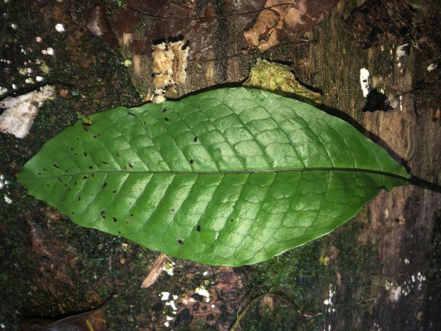 Dryopteridaceae Mickelia nicotianifolia