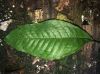 image of Mickelia nicotianifolia