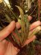 image of Moranopteris truncicola