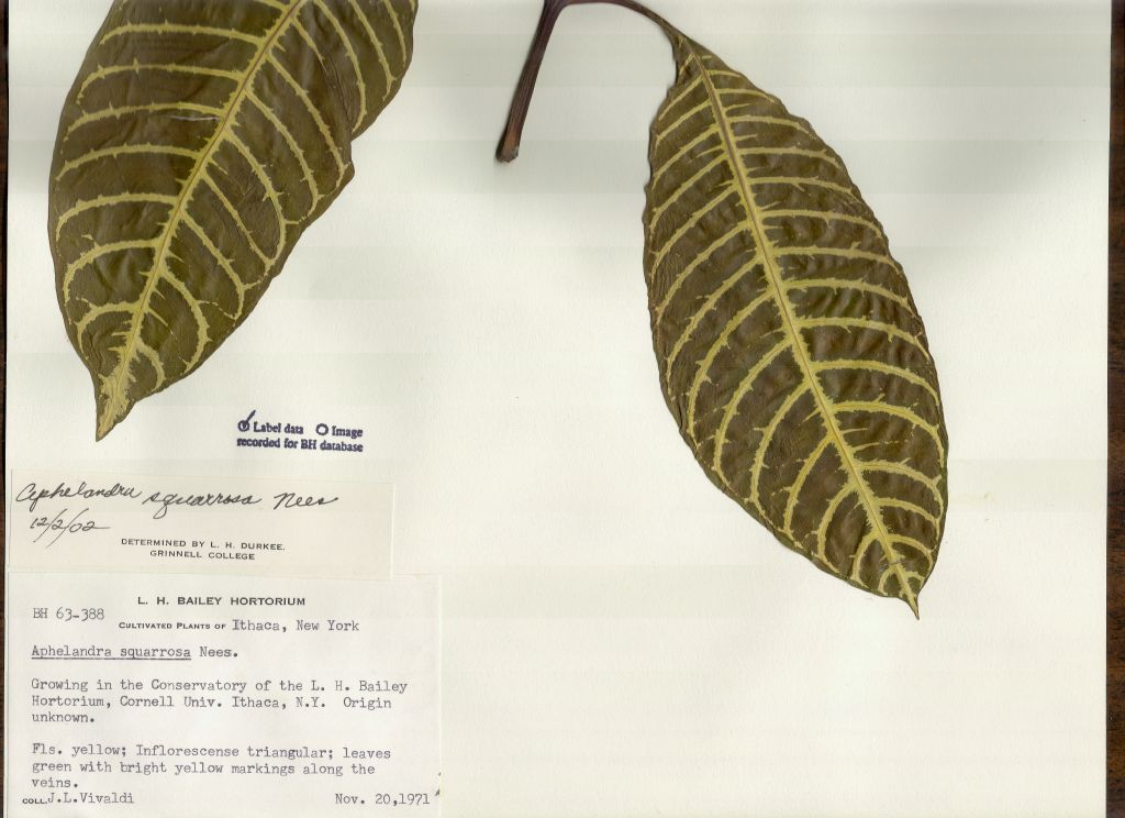 Acanthaceae Aphelandra squarrosa