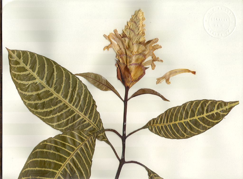 Acanthaceae Aphelandra squarrosa