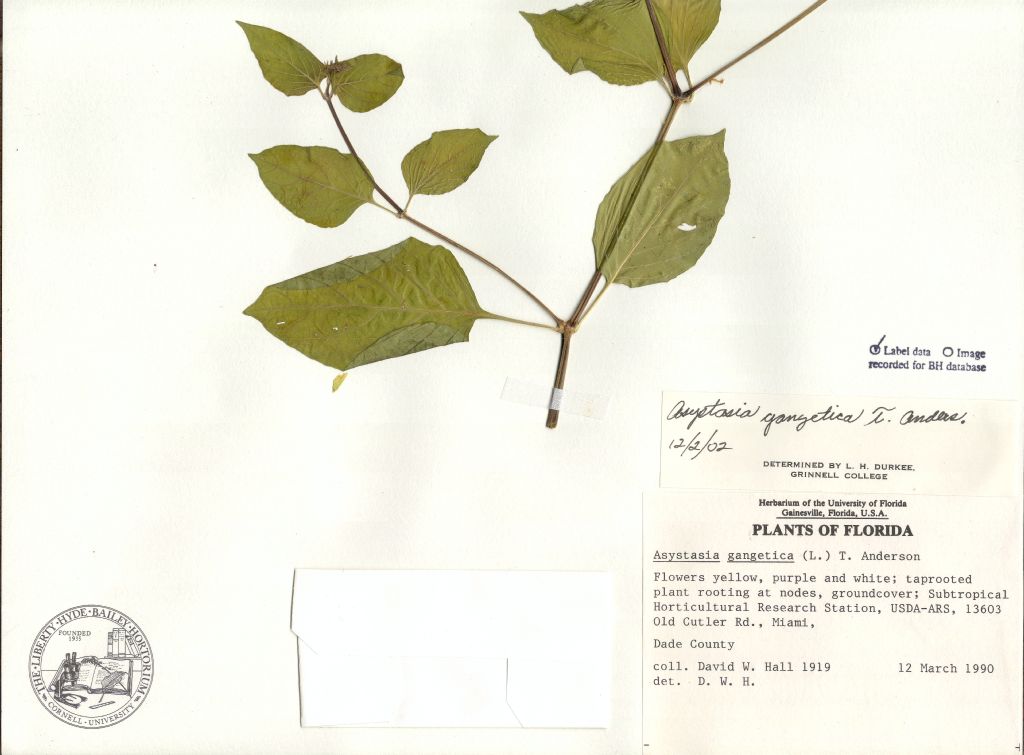 Acanthaceae Asystasia gangetica