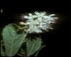 image of Clethra alnifolia