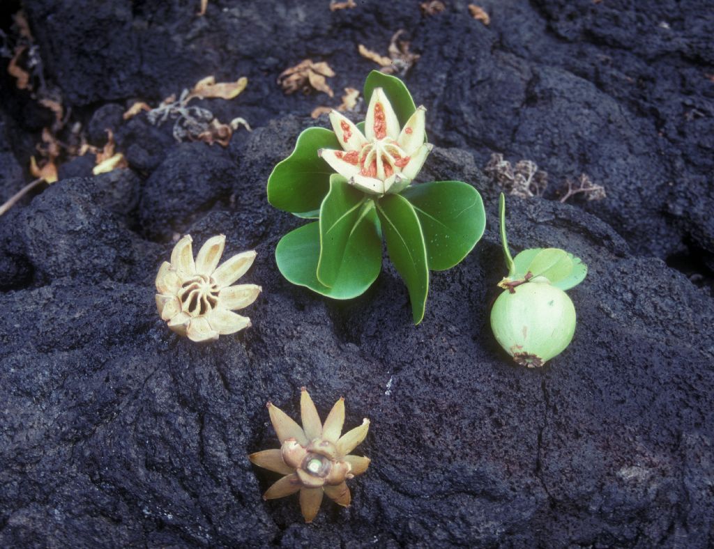 Clusiaceae Clusia rosea