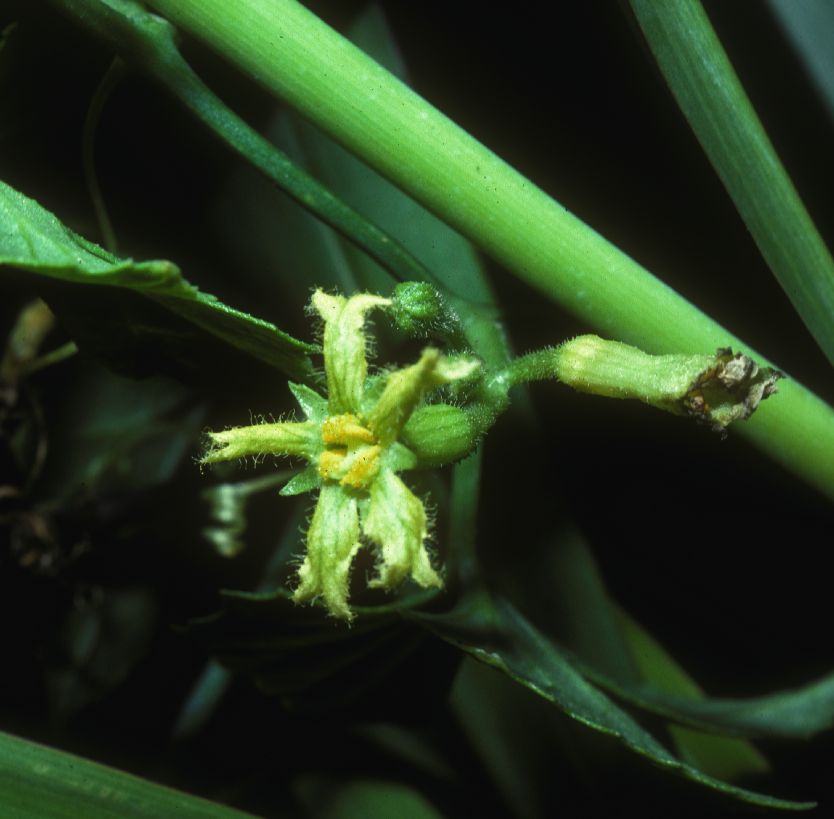 Cucurbitaceae Ibervillea 