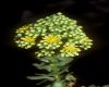 image of Aeonium 