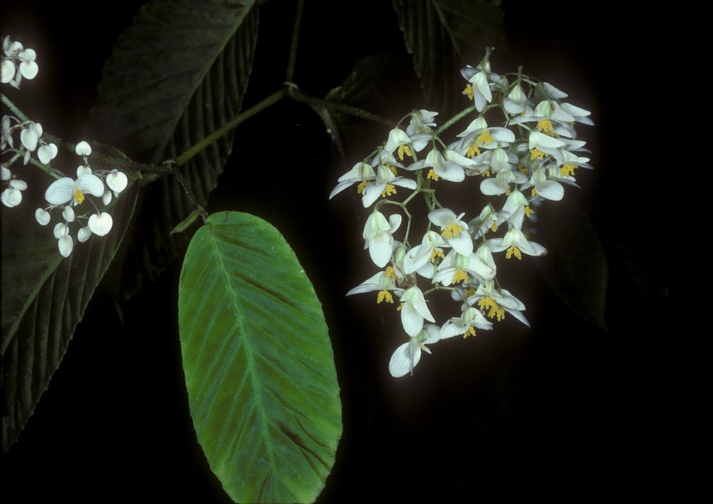 Begoniaceae Begonia 