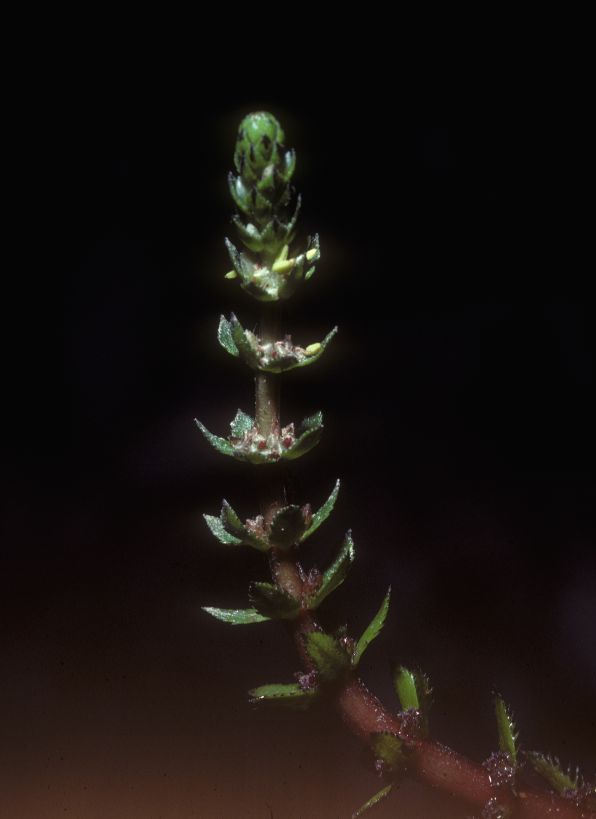 Haloragaceae Myriophyllum heterophyllum