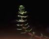 image of Myriophyllum heterophyllum