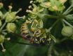 image of Vespula 