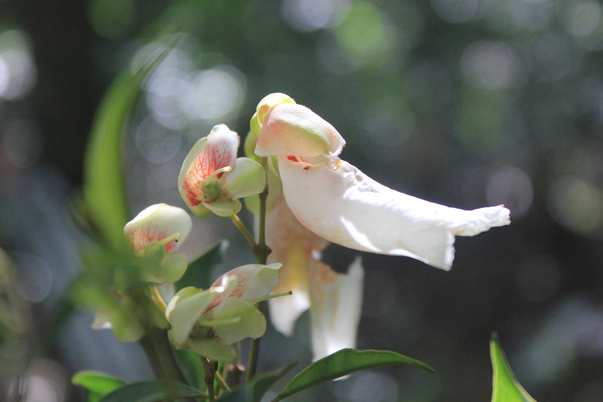 Vochysiaceae Qualea gestasiana