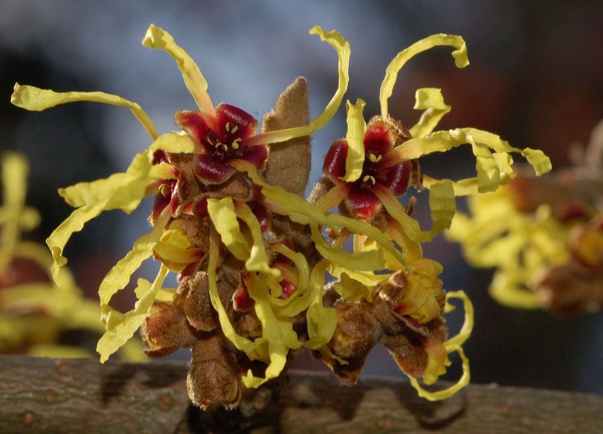 Hamamelidaceae Hamamelis intermedia