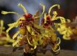 image of Hamamelis intermedia
