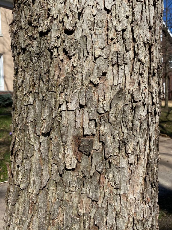 Juglandaceae Carya illinoensis