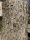 image of Carya illinoensis