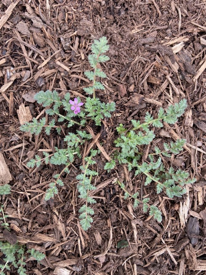 Geraniaceae Erodium cicutarium