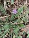 image of Erodium cicutarium