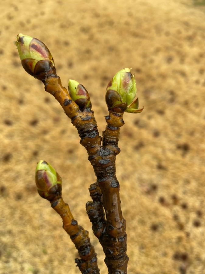 Altingiaceae Liquidambar styraciflua