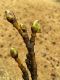 image of Liquidambar styraciflua