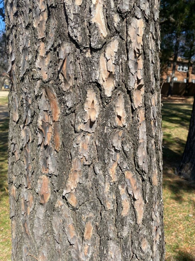 Pinaceae Pinus echinata