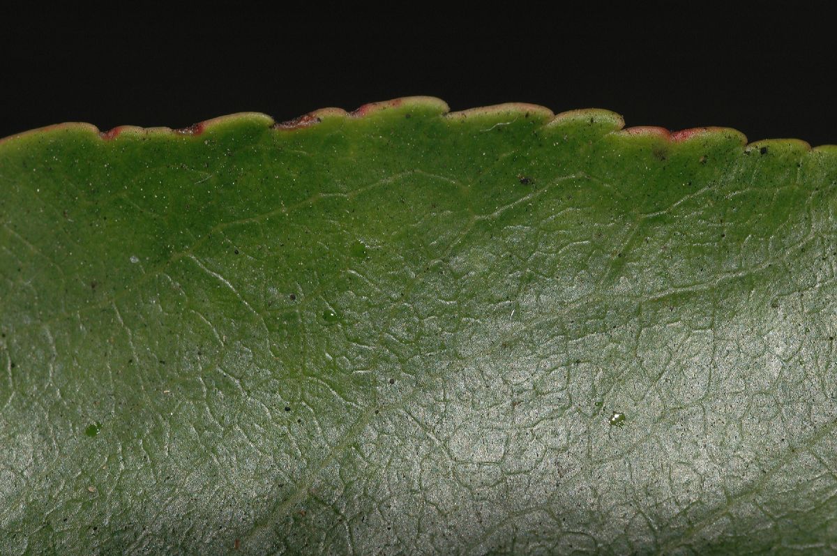 Ericaceae Arbutus unedo