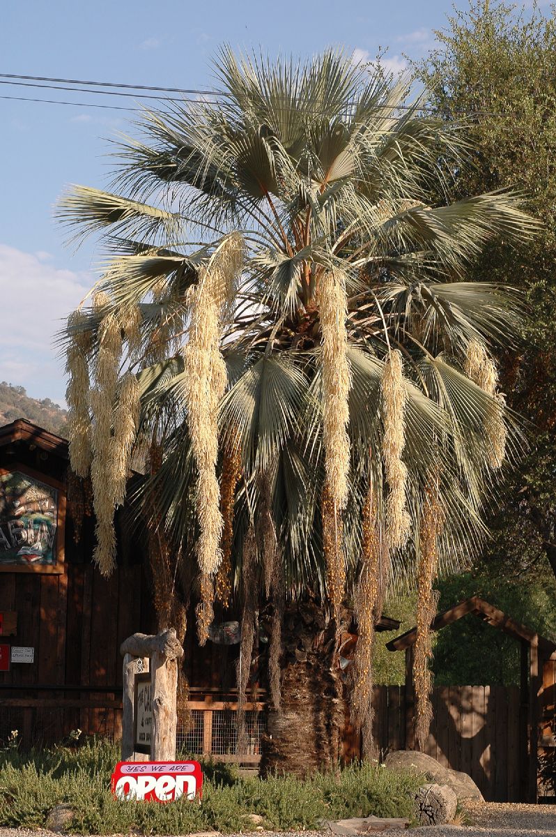 Arecaceae Brahea armata