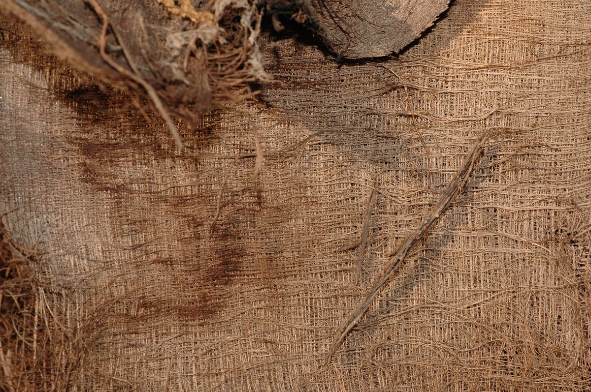 Arecaceae Brahea armata
