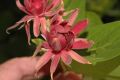 image of Calycanthus occidentalis