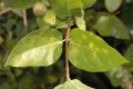 image of Calycanthus occidentalis