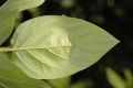 image of Calycanthus occidentalis