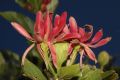 image of Calycanthus occidentalis