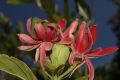 image of Calycanthus occidentalis