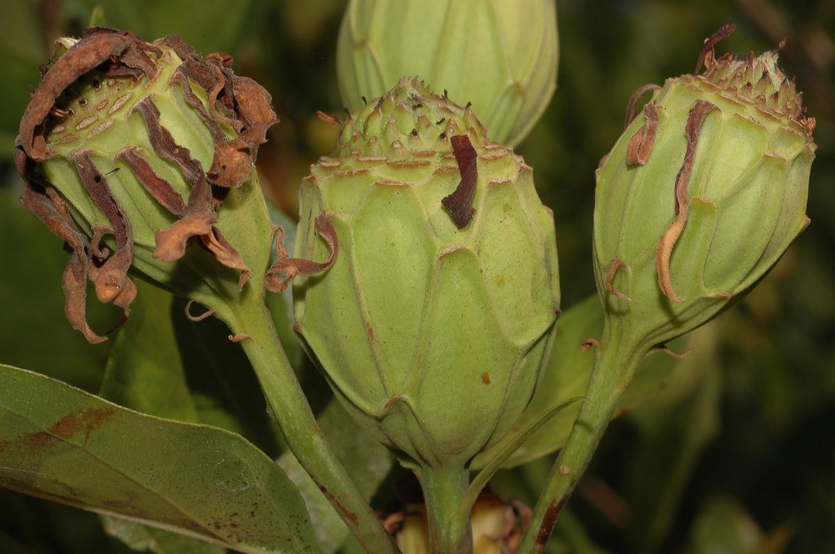 Calycanthaceae Calycanthus occidentalis