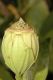 image of Calycanthus occidentalis