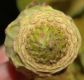 image of Calycanthus occidentalis