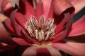 image of Calycanthus occidentalis
