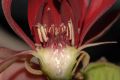 image of Calycanthus occidentalis